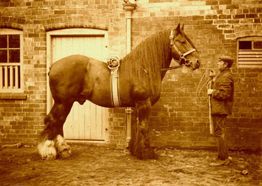Shire stallion, 'Saxon Sam' at Scawby Hall, Scawby, held by John Tuxford 	